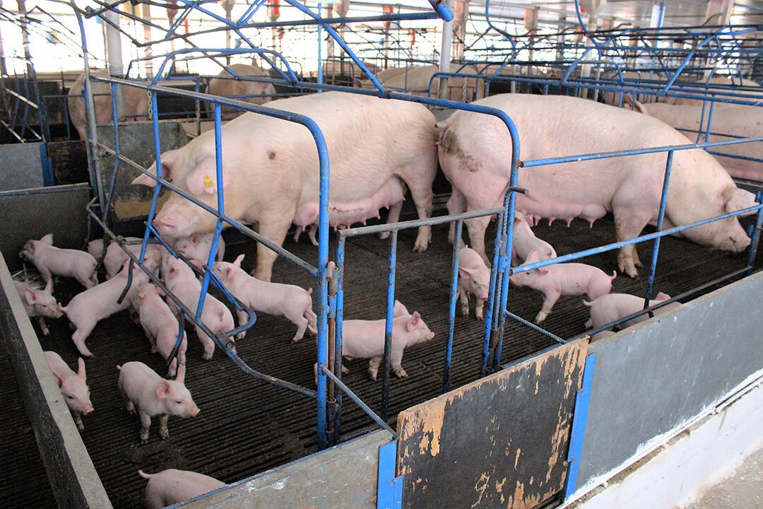 Major Brazilian companies house 63% of sows in group pens