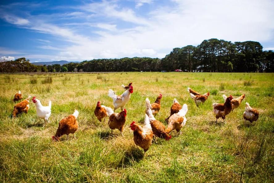 Avicultura busca caminhos p/ tornar operações mais sustentáveis