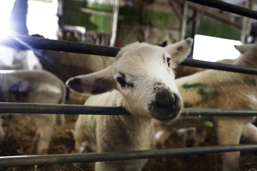 O que é o bem-estar animal?