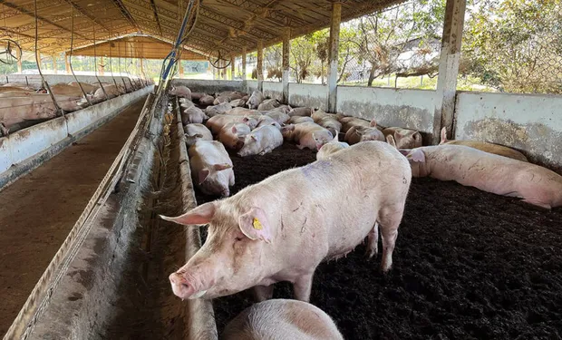 Empresas já têm 63% das matrizes suínas em baias coletivas