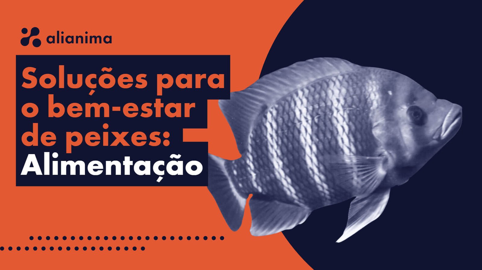 Como alimentar adequadamente os peixes?