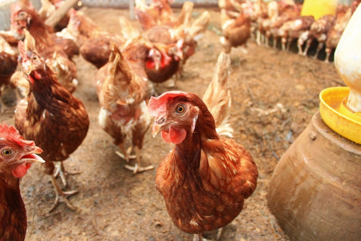 Ovos: Brasil tem setor supermercadista engajado com o sistema cage-free