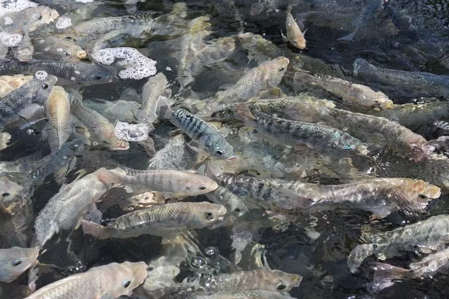 Produção de peixes ainda tem baixa preocupação com bem-estar animal