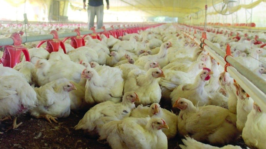 Bem-Estar Animal na Avicultura: Observatório do Frango destaca padrões necessários para a criação de aves no Brasil