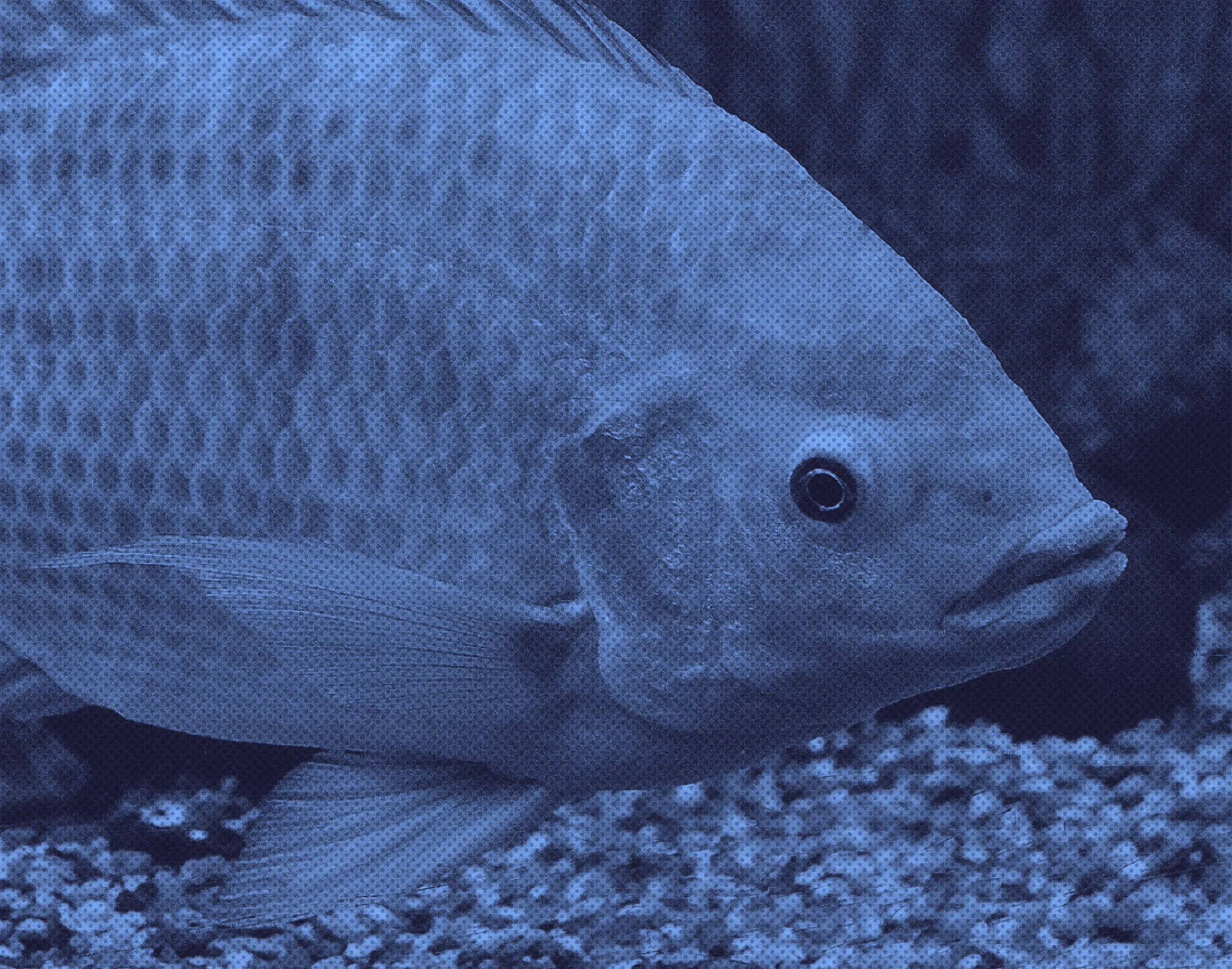 2ª edição Observatório do Peixe