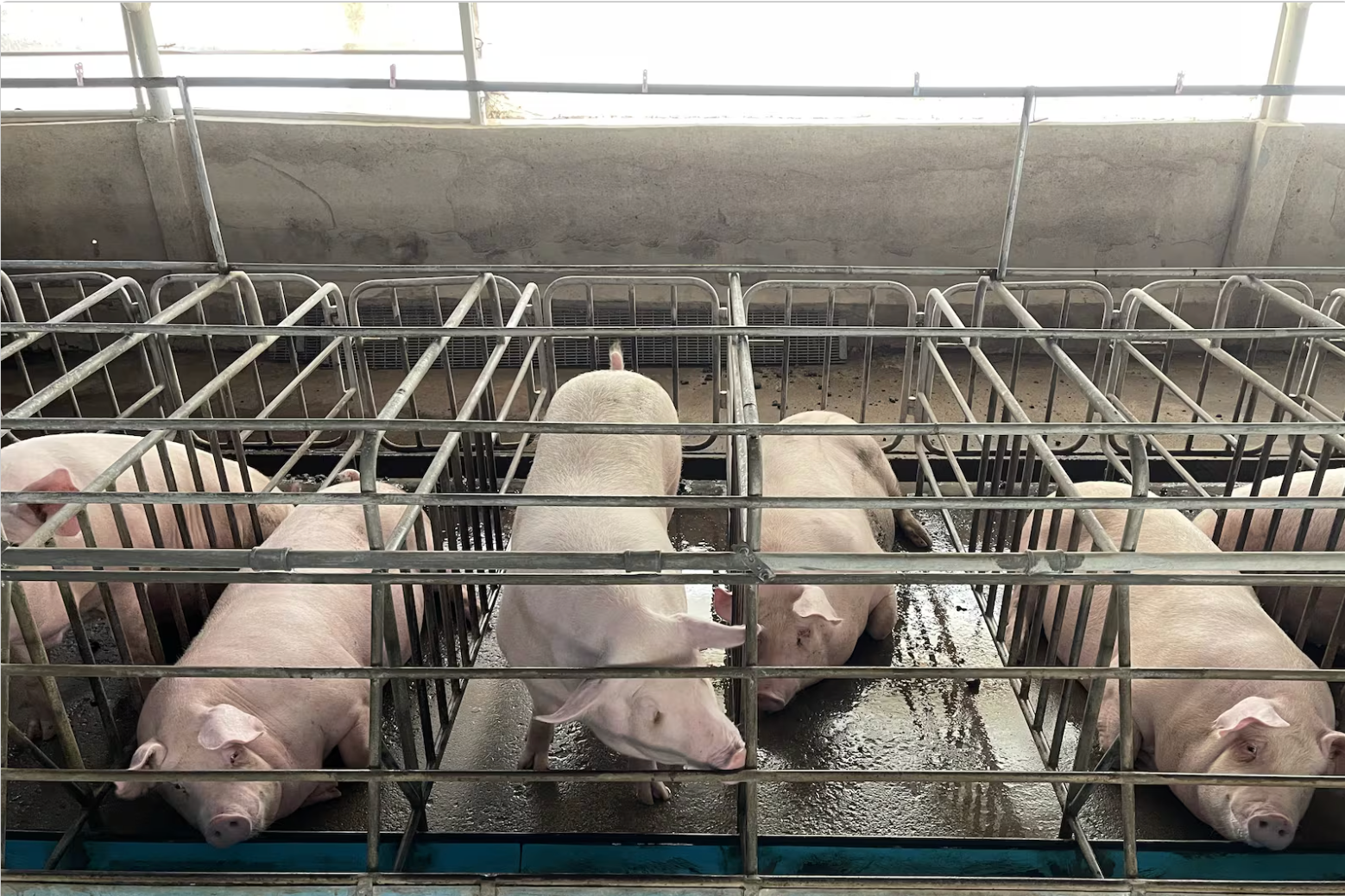 Suinocultura brasileira avança em bem-estar animal, aponta 6ª edição do Observatório Suíno