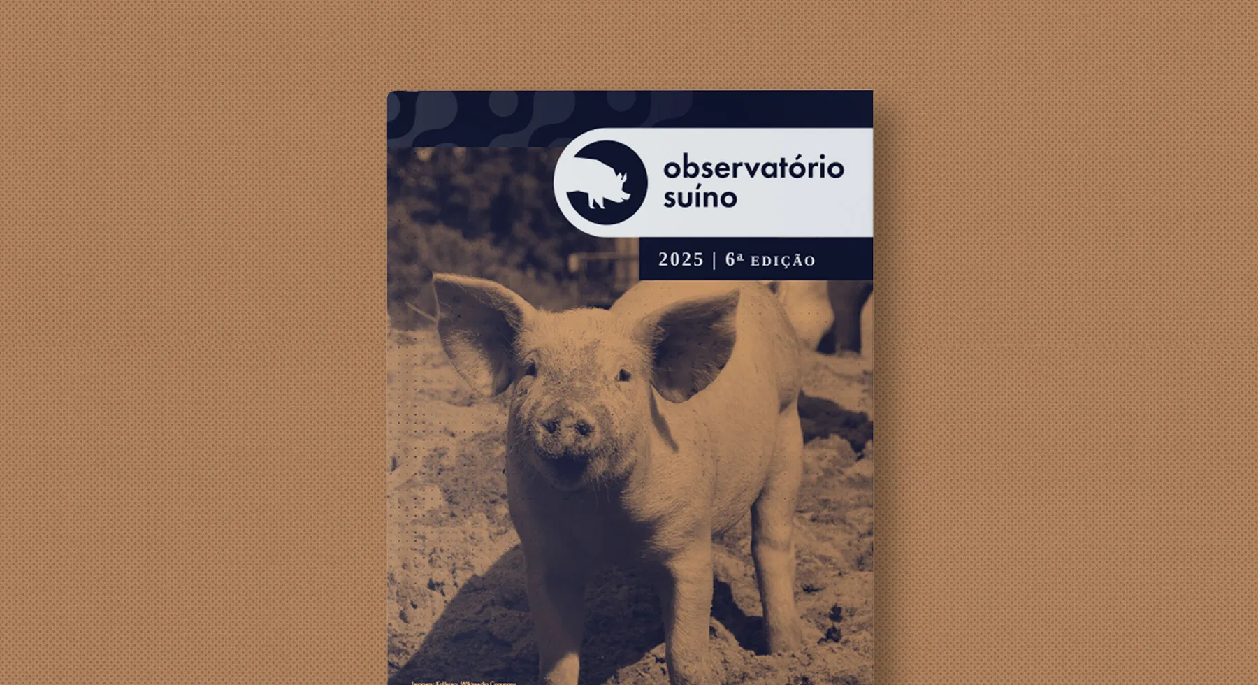 6ª edição Observatório Suíno