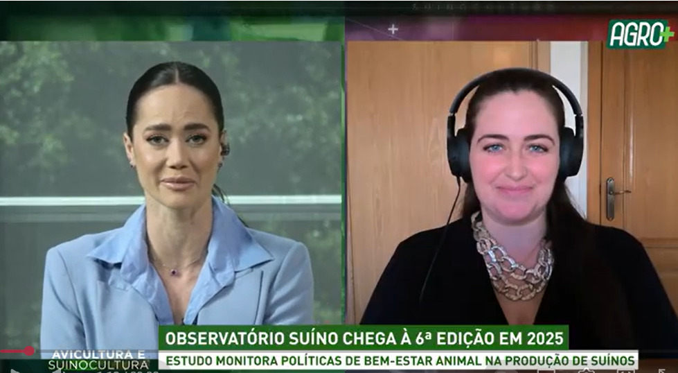 Observatório Suíno chega à 6ª edição em 2025: estudo monitora políticas de bem-estar animal