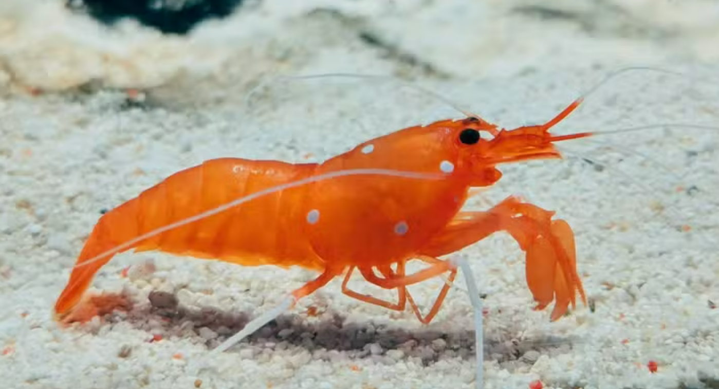 Camarão sente dor? O que a ciência sabe sobre a 
