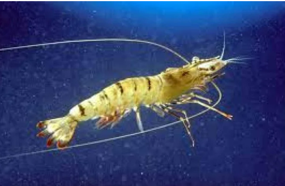 Cientistas atestam que crustáceos sentem medo e dor