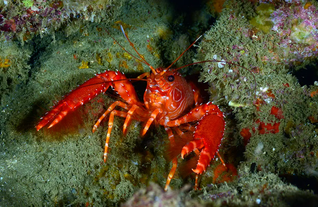 Especialistas assinam documento de Senciência em Crustáceos, que afirma que esses animais sentem dor   