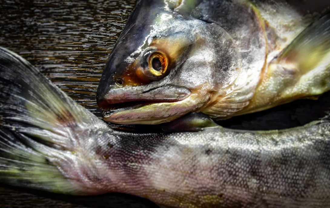 Por que o bem-estar do salmão deve entrar na agenda do varejo brasileiro?