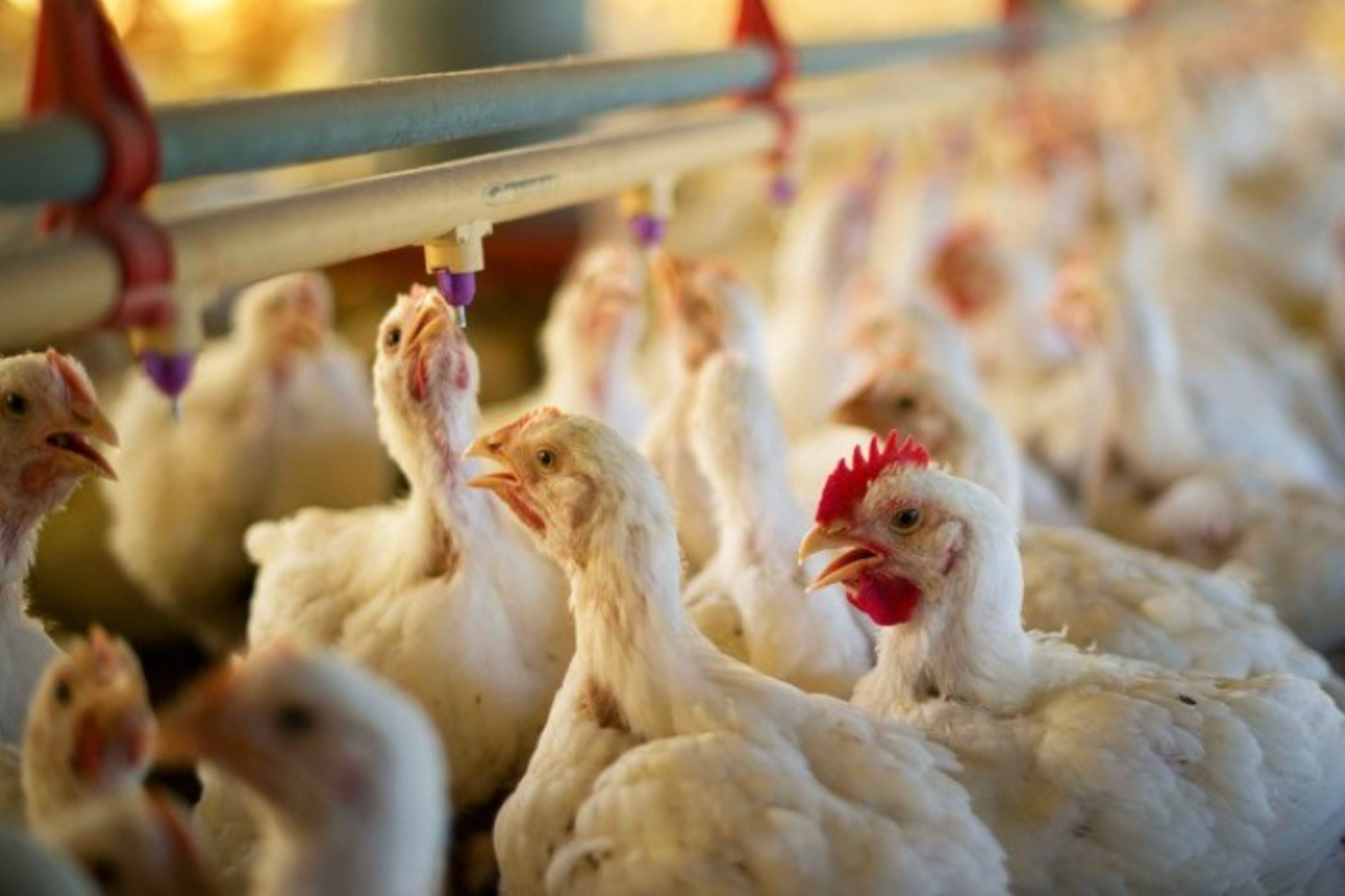 Bem-estar animal na produção de frangos ganha força no Brasil e se consolida como agenda estratégica do setor avícola
