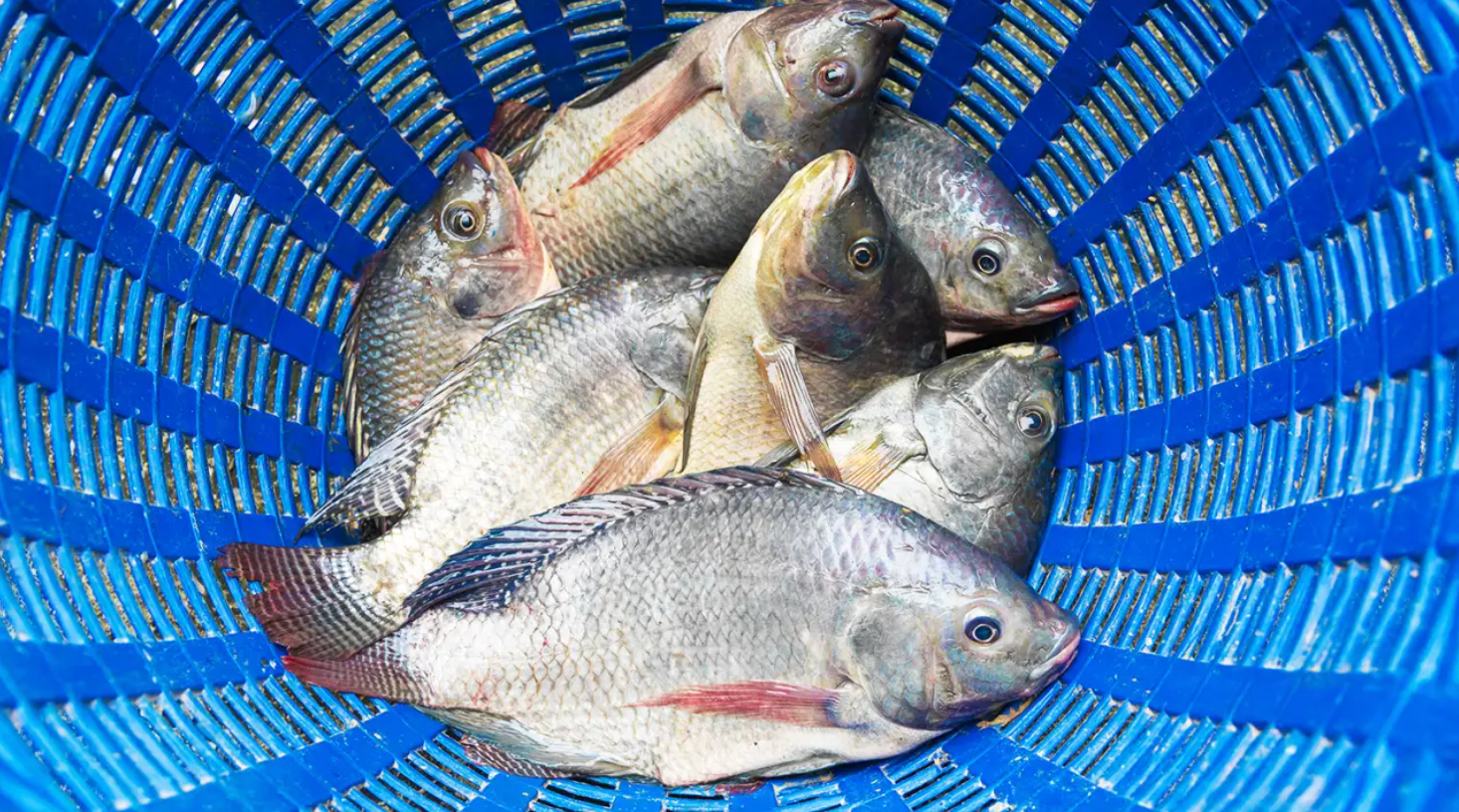 Esse é o principal peixe produzido no Brasil. Saiba o que ele tem a oferecer 