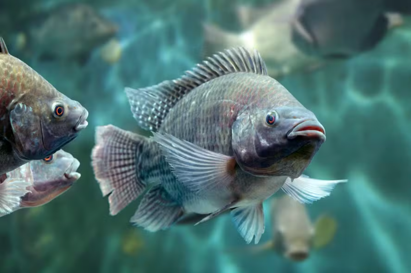 Peixe pode ficar estressado? Saiba como identificar os sinais